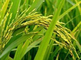 RS: Rio Pardo promove 9º Seminário do Arroz Irrigado