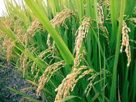 Clima deve favorecer a colheita do arroz no Rio Grande do Sul