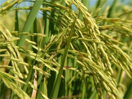 Custo médio de produção de arroz no RS sobe 17,4%