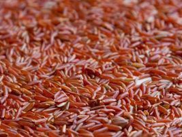Embrapa oferece sementes de arroz vermelho aos produtores 