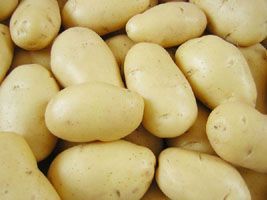 Pesquisa da Apta pode aumentar em 50% a produção de batata-doce