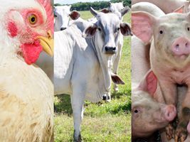 O primeiro bimestre de 2017 para boi, suíno e frango