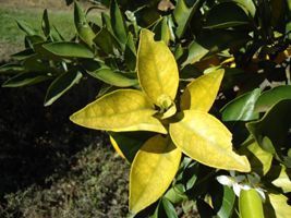 Alta taxa de eliminação de plantas doentes mantém incidência de HLB estável