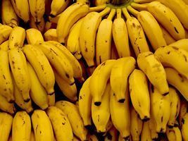 Pesquisa busca para reduzir perdas de rendimento causadas por Fusarium em bananas em São Paulo