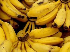 Embrapa e Epagri lançam variedade de banana para processamento