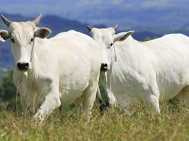 1º Leilão Embrapa Pantanal e convidados coloca mais de mil animais à venda