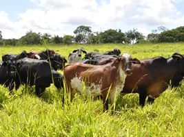 Dia de Campo apresenta diversas opções de pastagens para bovinos em Fagundes Varela