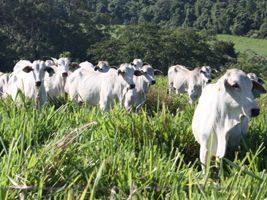 Participação de fêmeas no abate total de bovinos diminuiu em 2015