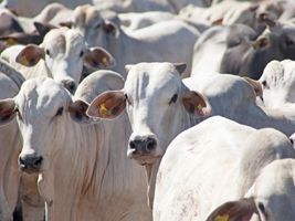 Investimentos no Mafir beneficiam setor pecuário de Roraima