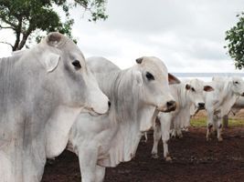 Pressão de alta prevalece no mercado do boi gordo