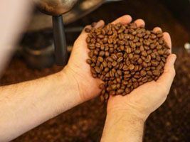 Tempo seco favorece avanço da colheita de café no Brasil, diz Safras