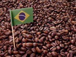 Café/Cepea: Cotações do arábica e do robusta seguem em queda
