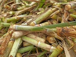 Produtores e usina inovam na pesagem e análise da cana no Brasil