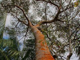 Projeto pioneiro na produção de biogás completa sete anos de bons resultados