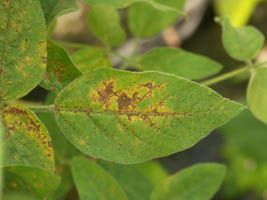 BASF alerta para importância do manejo preventivo na lavoura de soja