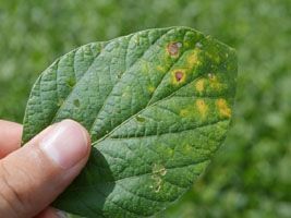 Paraguai lança soja resistente
à ferrugem