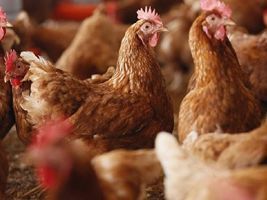 Nutron apresenta estudos sobre a dieta das aves em Conferência Científica da América Latina