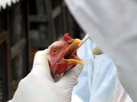 Prevenção contra a Influenza aviária mobiliza entidades no RS