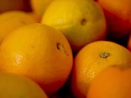 Safra da laranja segue com preços estáveis no Paraná