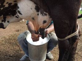 Produção em queda e mais um mês de alta do leite ao produtor