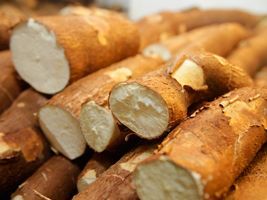 Pesquisa testa variedades de mandioca mais produtivas para o Tocantins