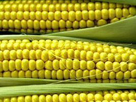 Condições das lavouras de milho nos Estados Unidos