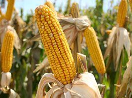 IGC eleva previsão de produção global de milho em 2016/17 para 1,017 bi t