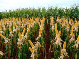 Greve de fiscais afeta emissão de certificado e exportação de milho, diz Anec