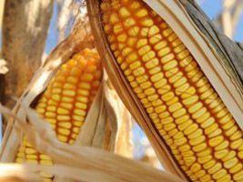 Colheita de milho 2ª safra chega a 7,1% da área plantada em MS