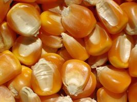 Agricultores familiares no MS recebem 120 toneladas de sementes de milho