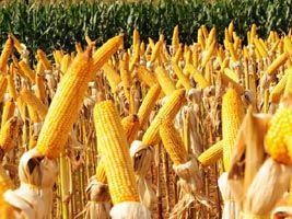 RS realiza encontro para debater programa de incentivo ao milho