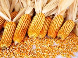 França amplia restrição a safras de milho geneticamente modificado
