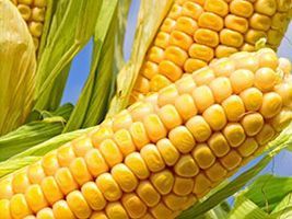 Planejamento da lavoura de milho pode garantir maior produtividade