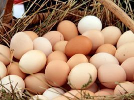Vendas externas de ovos férteis tendem a recuar cerca de 10% no ano