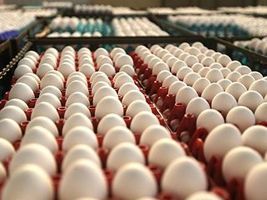 Países importadores de ovos comerciais em janeiro de 2017