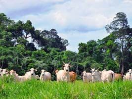 Casale apresenta tecnologia para otimizar produtividade em pecuárias de pequeno porte na Agrishow