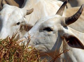 Simpósio debate estresse térmico na bovinocultura de leite em Chapecó,SC