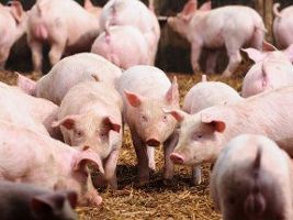 Exportações têm ajudado no escoamento da produção de carne suína