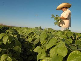 Plantio de soja avança para 4,5% da área em Mato Grosso