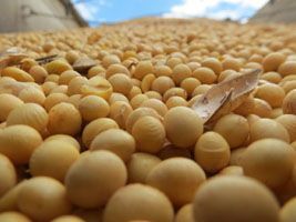 Produtores rurais de Roraima esperam colher 72 mil toneladas de soja este ano