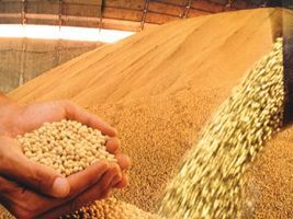 Produção de grãos da China deve cair 2,5% até 2020 por reabilitação de terras
