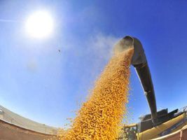Colheita de soja brasileira avança em ritmo normal