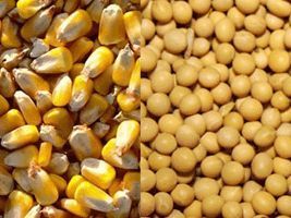 Colheita de soja chega a 97% da área em MS e, plantio do milho, a 94%