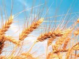Estimativa de produção de trigo europeia aumenta