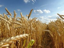 Desenvolvimento da safra de trigo do RS avança em boas condições