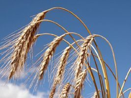 USDA: EUA tem maior estoque de trigo desde 1987