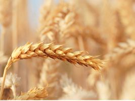 Argentina colhe 10,3 milhões de toneladas de trigo