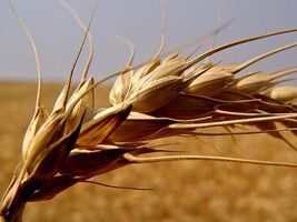 Trigo é o segundo cereal mais produzido no mundo
