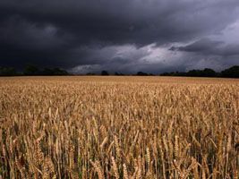 Chuvas atrasam colheita de grãos de verão no RS