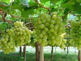 Cultivo de uva no Planalto Central